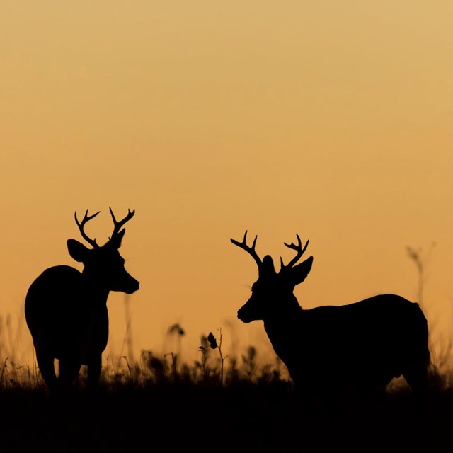 A silhouette of two male deer with antlers.