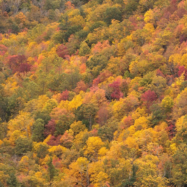 A wide shot of a canopy of trees with multi-colored leaves ranging from yellow, orange, red, green