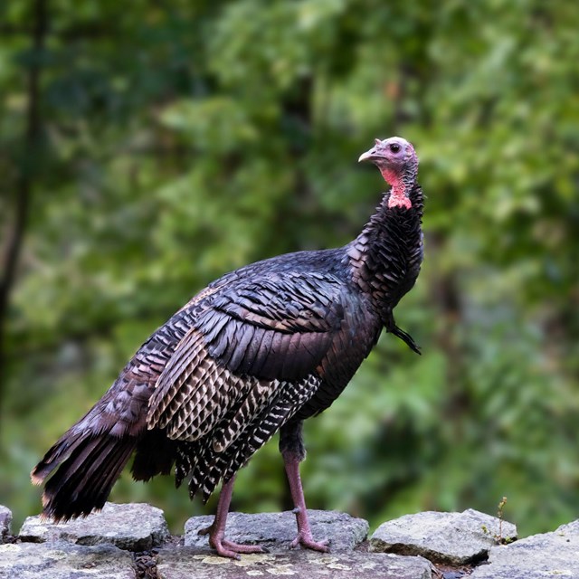 A wild turkey stands on top of a stone wall.