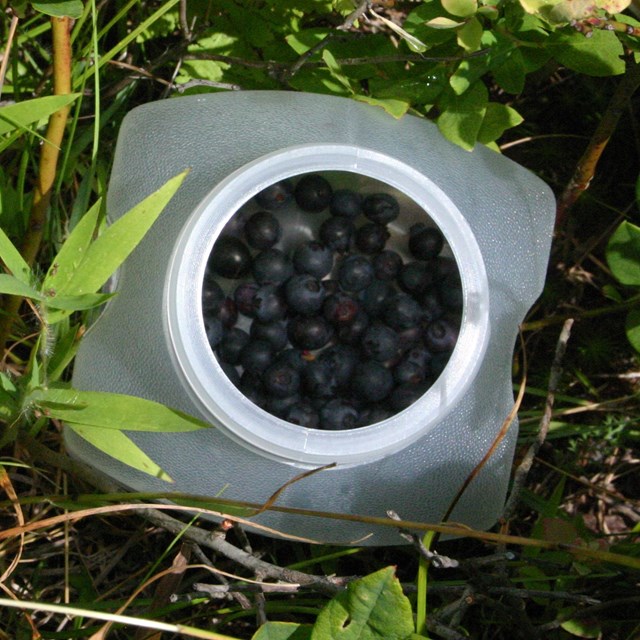 Collection of blueberries in a container