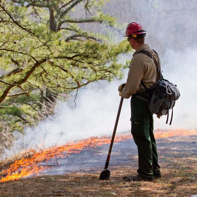 A fireman standing next to a line of burning brush with a forest in the distance.