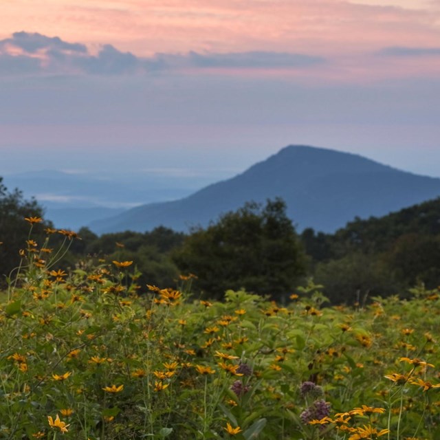 A meadow full of yellow flowers in front of a sun rising behind a mountain ridge.