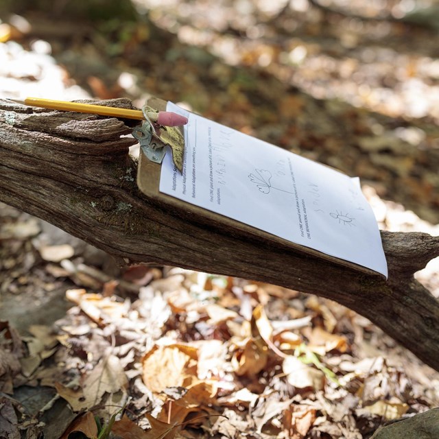 A pencil and clipboard on a branch.