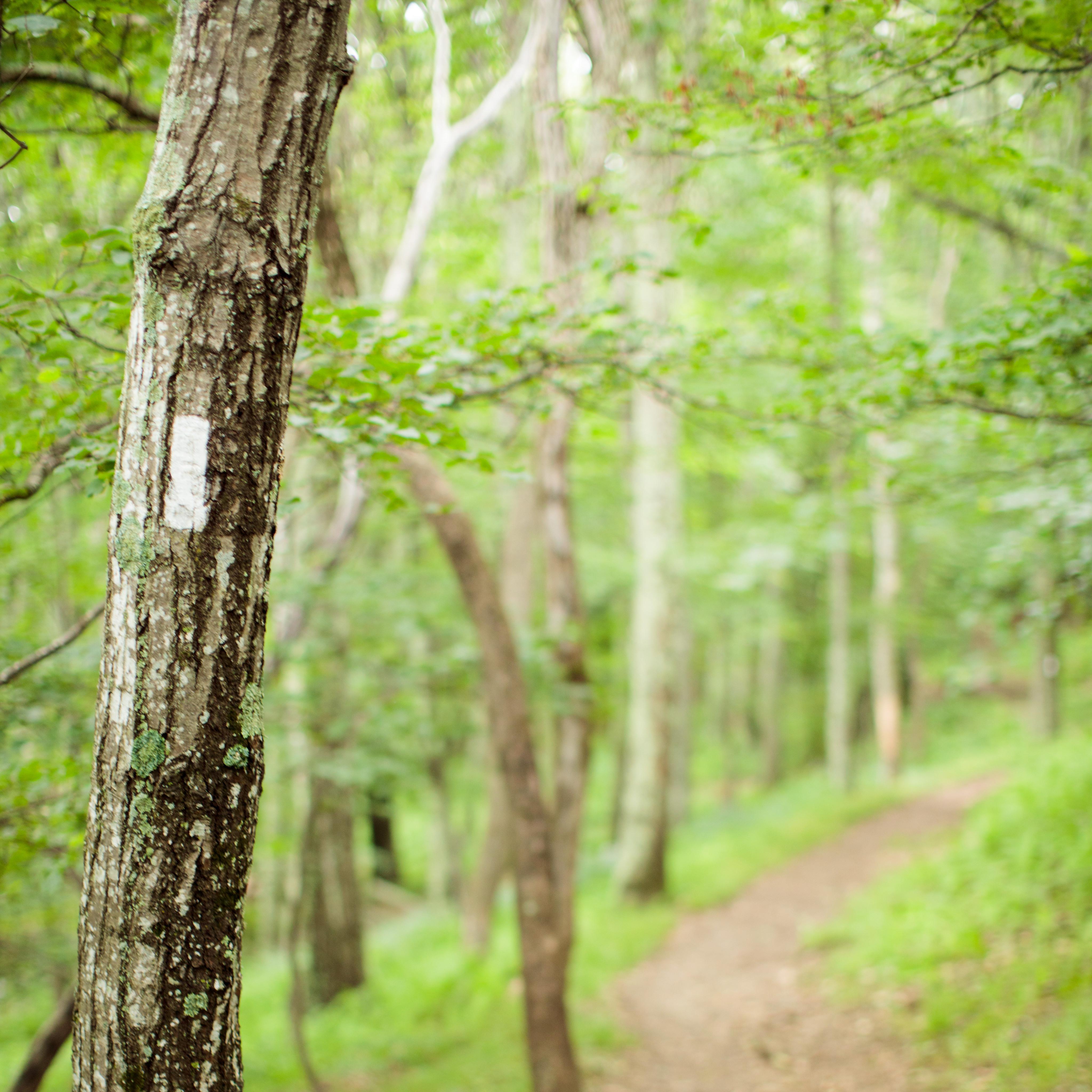 A white blaze on a tree indicating the Appalachian Trail
