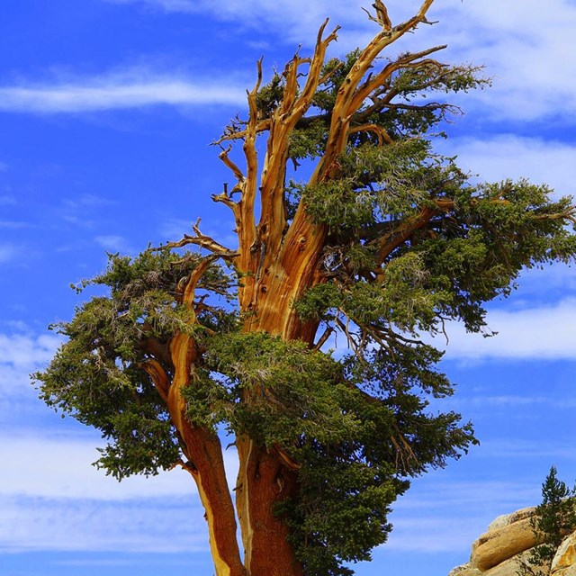 weather-beaten foxtail pine next to a bare rock outcrop