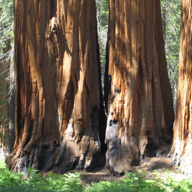Giant sequoias in Sequoia National Park