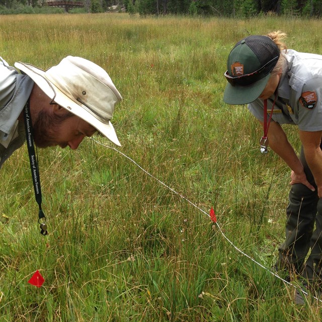 Photo of National Park Service scientists looking at wetland plants  at Devils Postpile.