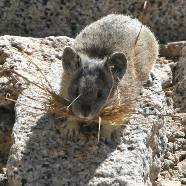 Photo of a pika on a rock with grass in its mouth