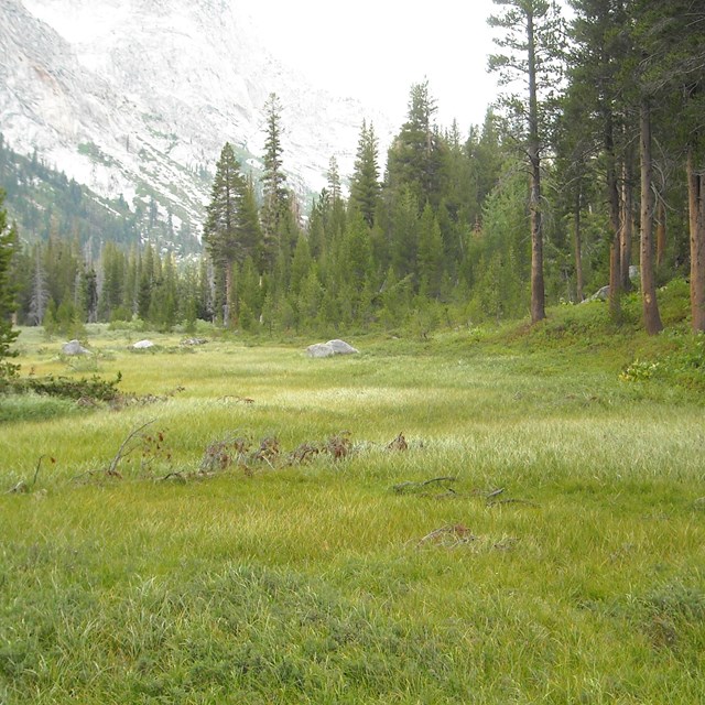 Grouse Meadow in Kings Canyon National Park. NPS photo by Erik Frenzel.