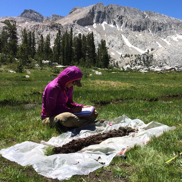 Biologist sits in green meadow with views of granite peaks, assessing a soil core profile, 
