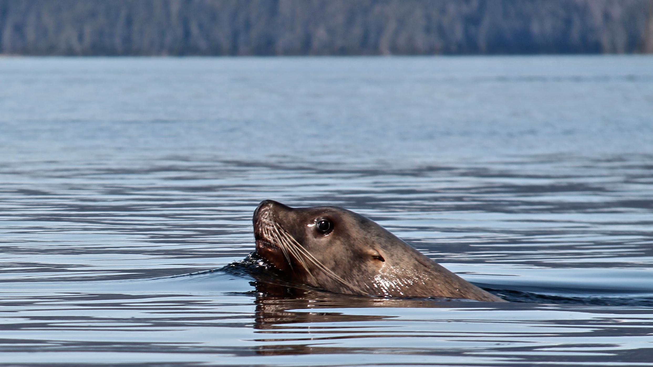 sea lion popping their head out of the water