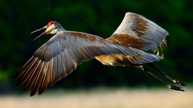 A large brown bird with a patch of bright red on its head flies above a field