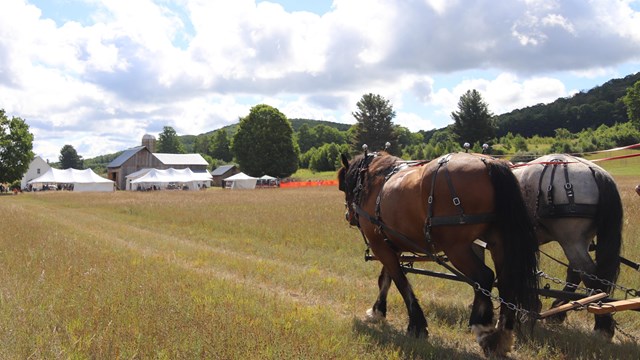 Two working horses seen walking town a trail of yellowing grass. 