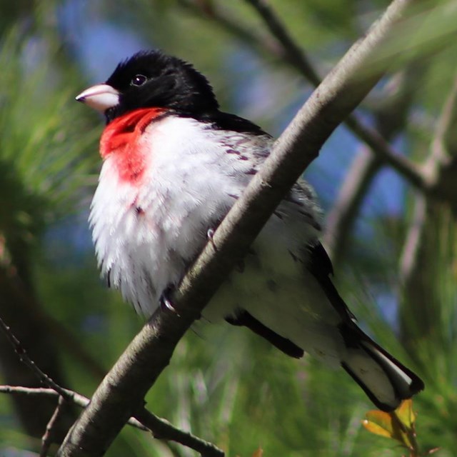 A small bird perched on a branch. It is black with a red and white belly and a white bill.