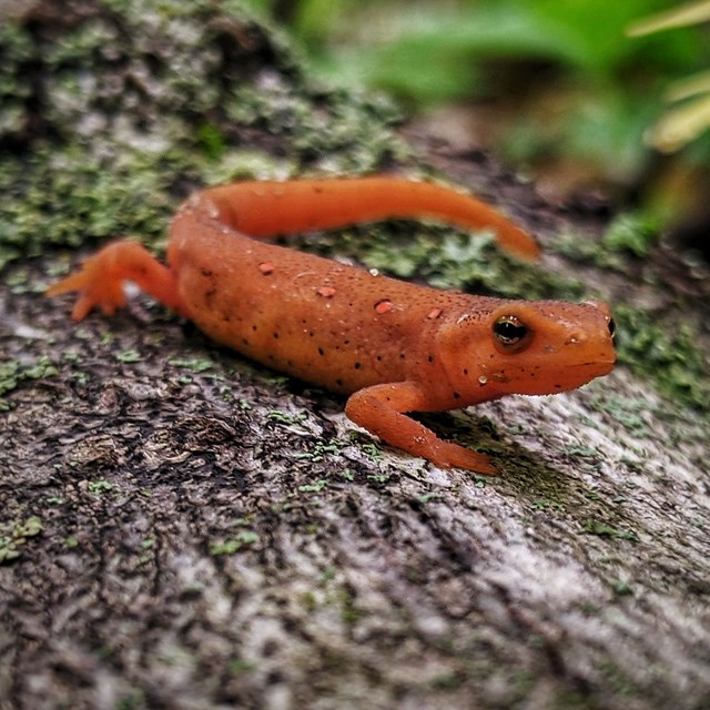 A small orange salamander keeps watch on a mossy log.