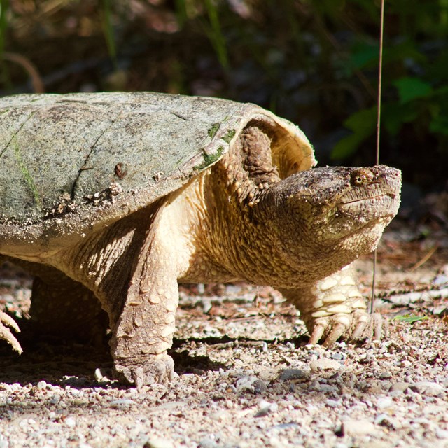 A very large turtle stomping across sand.