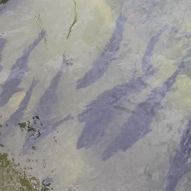 A school of dark salmon swim under a foot bridge.