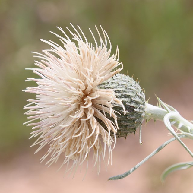 A thistle flowerhead with hundreds of small white tubular flowers growing out of the sand
