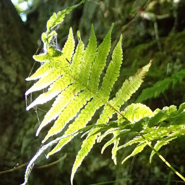 Green fern leaves poke out of the forest floor and into the sunlight