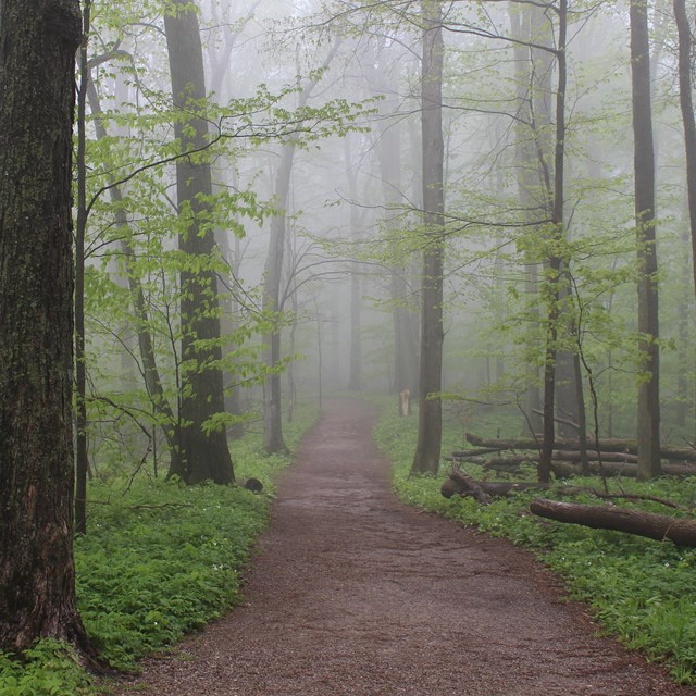 A dirt trail cuts through a foggy forest floor.