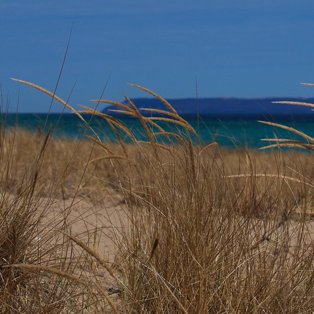 Tufts of brown grass with tan seedheads grow from a coastal dune