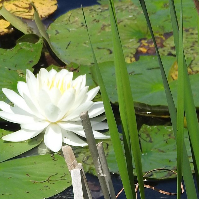 A white water lotus, lily pads, and a turtle enjoy life on a sunny lake