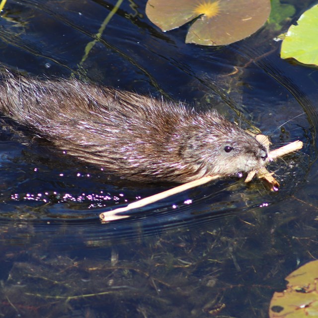 A small mammal with brown fur swims with reeds in its mouth across a lake