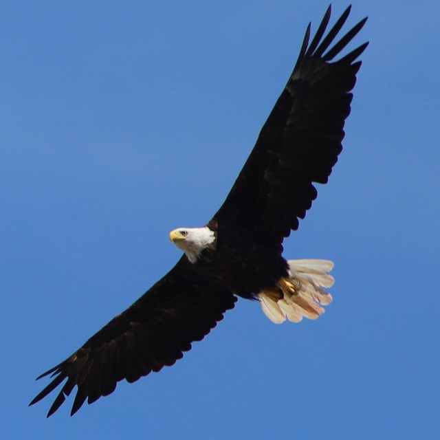 A large raptor with brown body feathers and a white head and tail soars across a blue sky