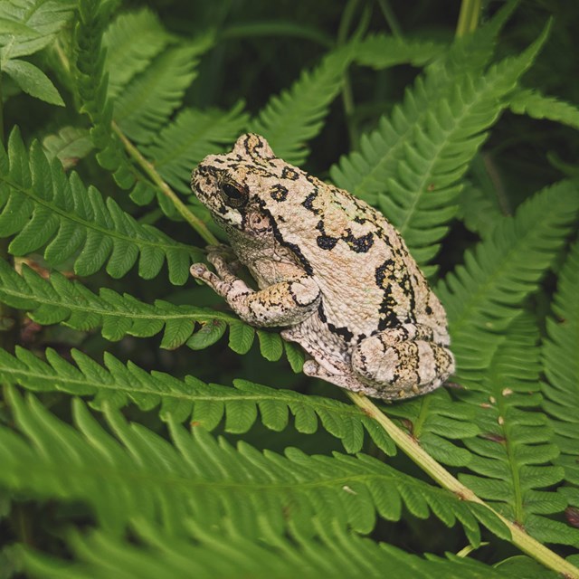 A small tan and gray frog sits on a fern leaf