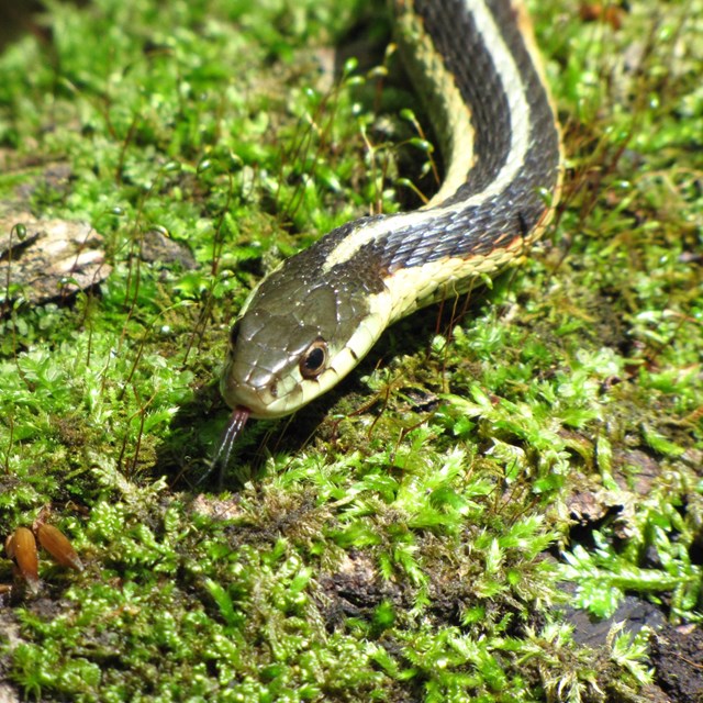 A black snake with yellow stripes slithers across moss