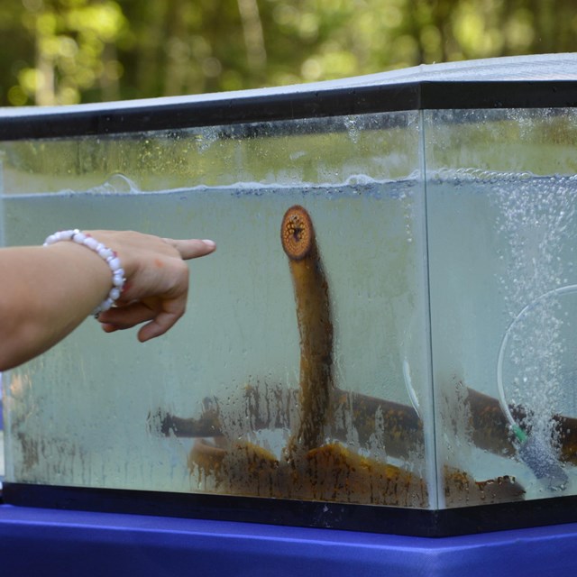A visitor points at the suction cup mouth of a slender finless fish in an aquarium
