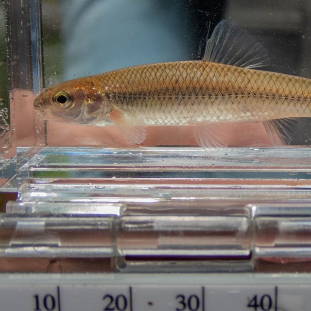 A small silver fish with a black lateral line sits in an observation tent
