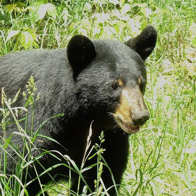 A black bear with a brown snout stands in a sunny field