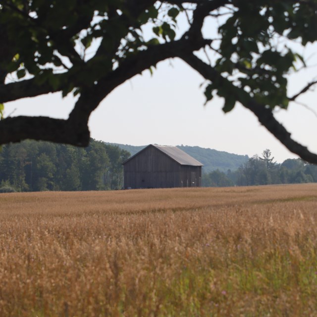 A tree branch frames a photo of an old barn in a brown field