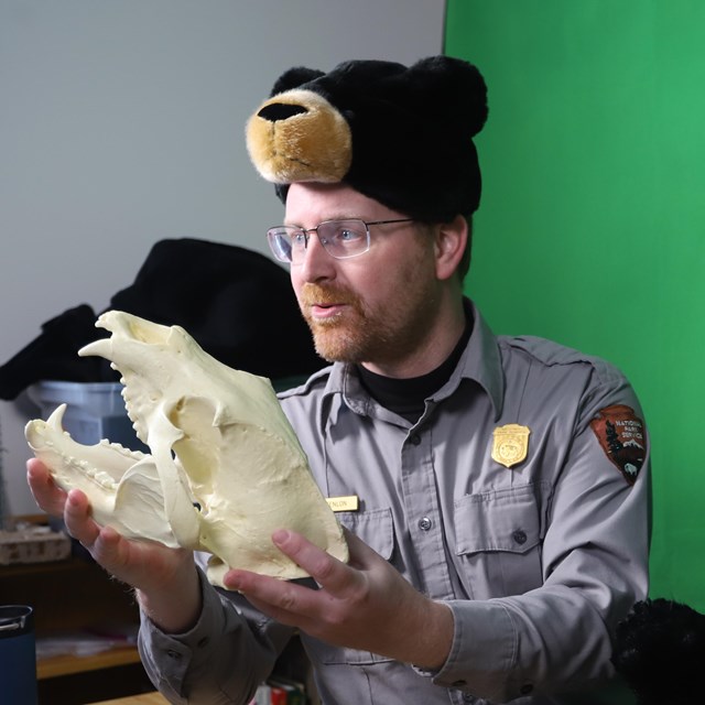 A ranger wearing glasses and a bear hat shows a bear skull while standing in front of a green screen