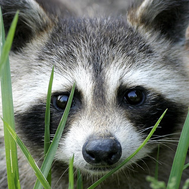 The face of a racoon behind tall blades of grass.