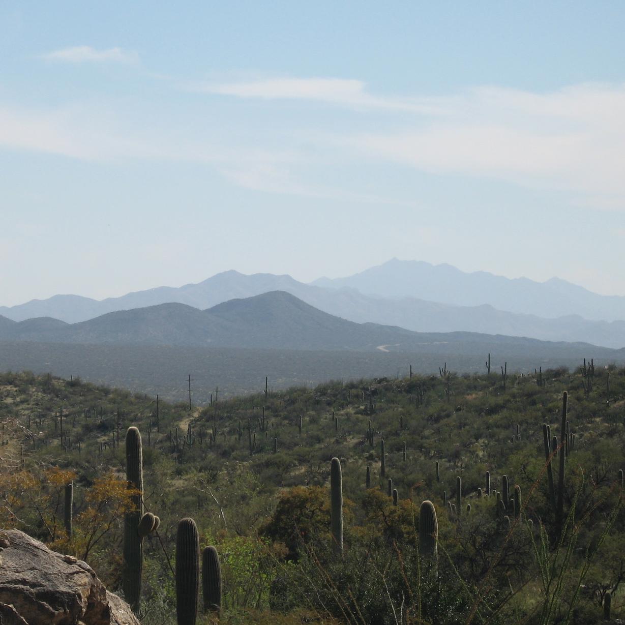 Landscape, Saguaro National Park