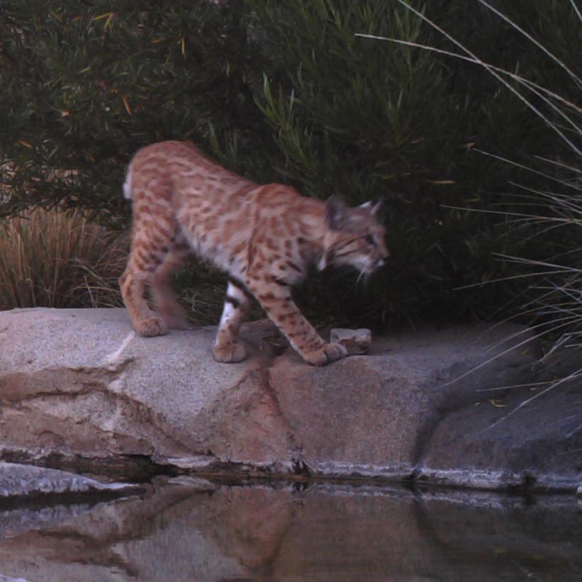 Bobcat captured on wildlife camera