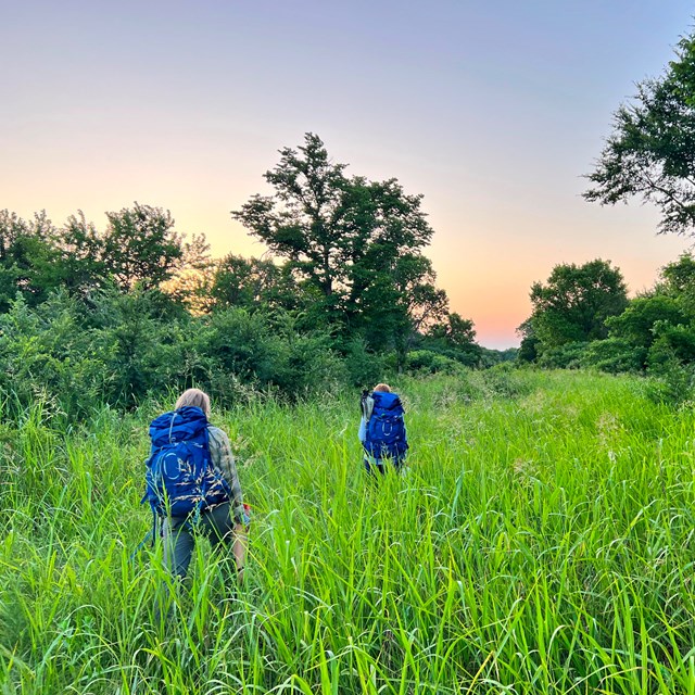 Two people with backpacks walk through a patch of bright green, tall, nonnative grass.