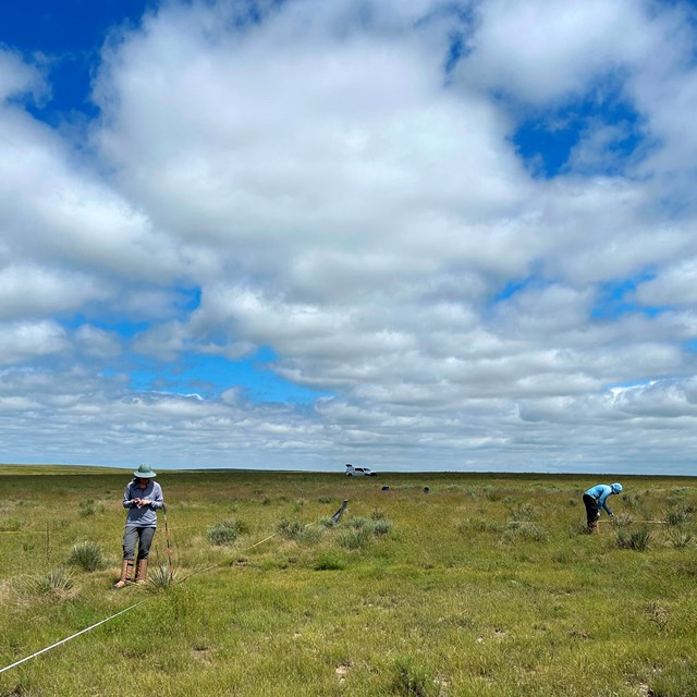 Two scientists in a grassland looking at plants next to stretched out measuring tapes.