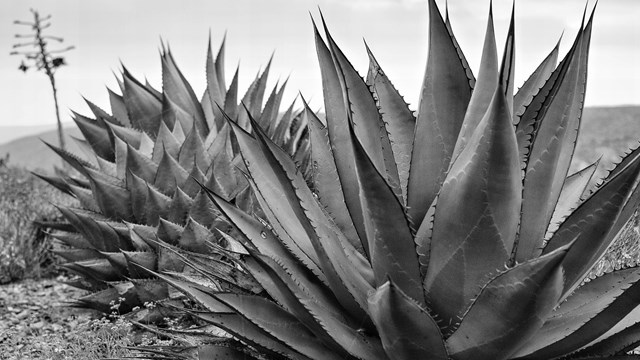 Impressively large Shaw's agave plants in black and white.