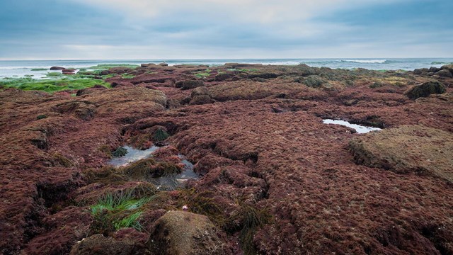 Rocky reef habitat with red and green leafy seaweed before the deep blue ocean on the horizon.