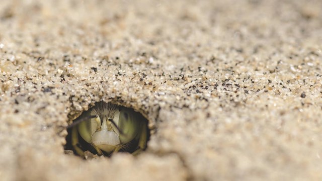 Extreme close-up of a bee's face just within a tunnel in the sand.