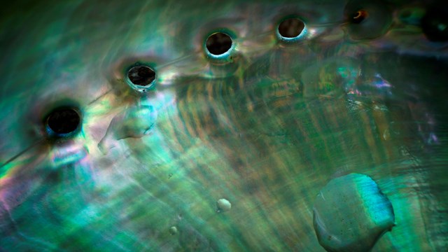 Iridescent shell fills the frame with 6-7 respiratory holes across the edge.