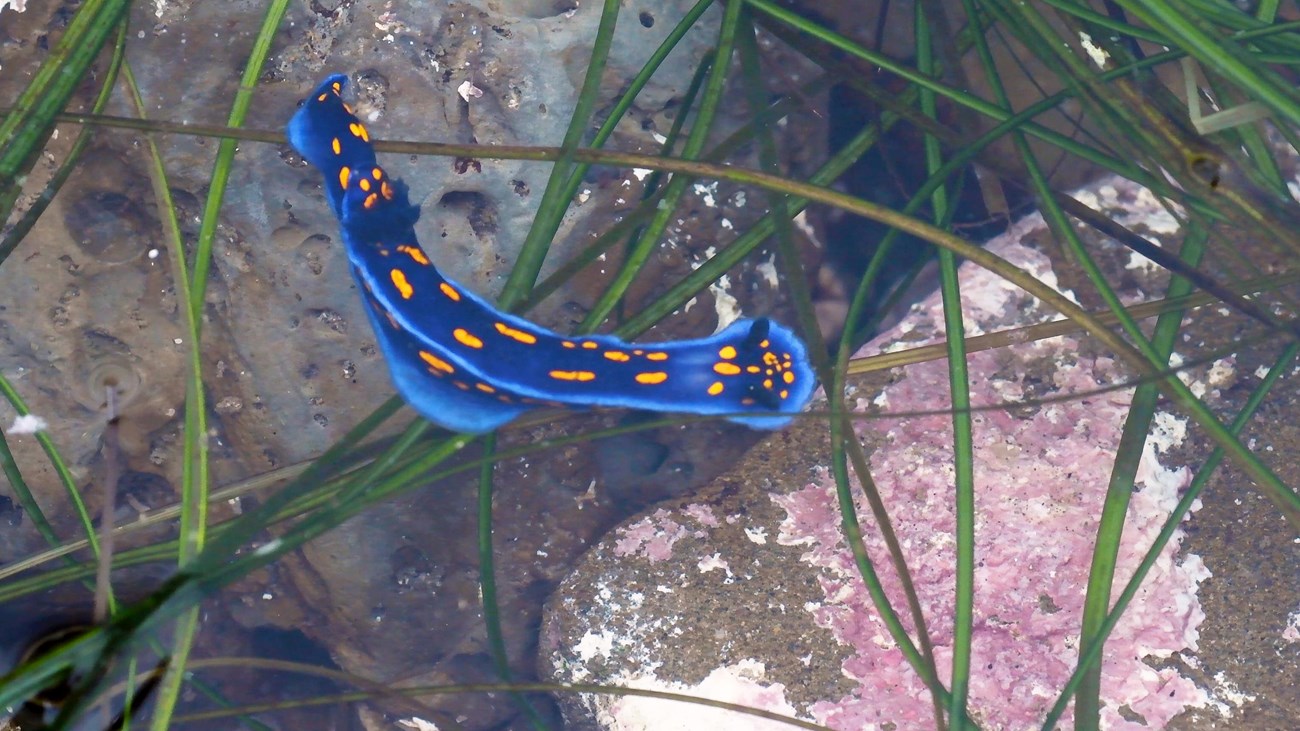 Brilliant blue sea slug with neon orange markings in tidepool among long, thin blades of turfgrass.