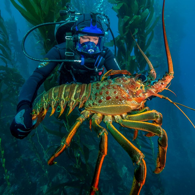Diver holding a huge lobster in an underwater kelp forest