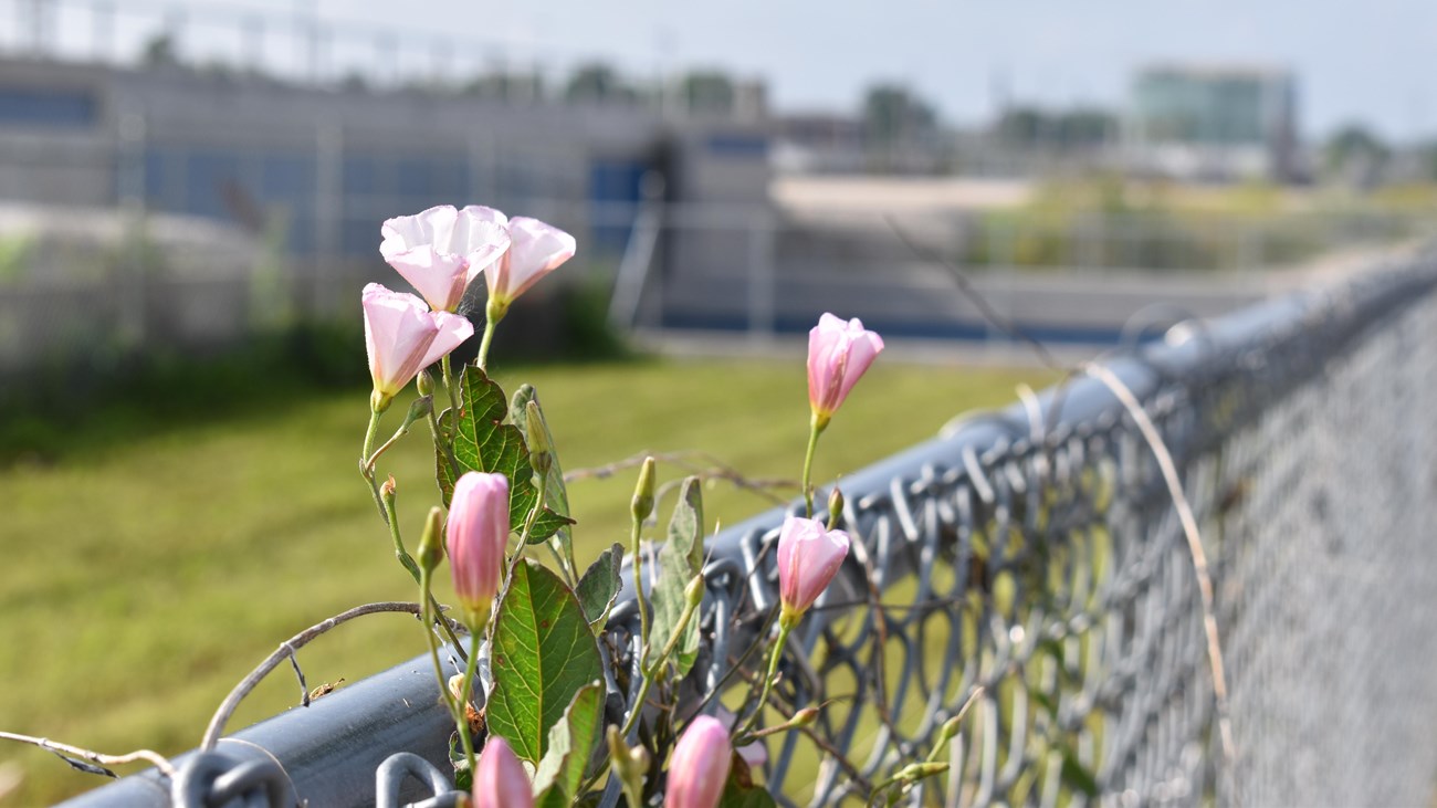 Pink flowers on a vine climb above the top rail of a chain link fence, overlooking a city street.