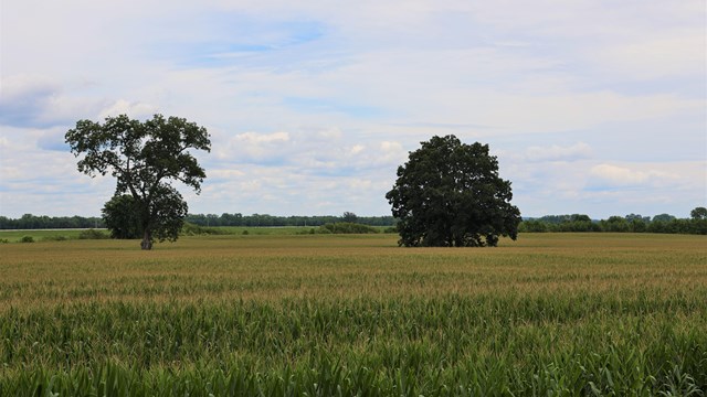 Two pecan trees surrounded by growing corn. 