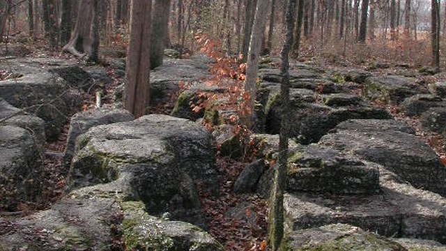 Grey rock outcroppings covered in moss with skinny tress between them.