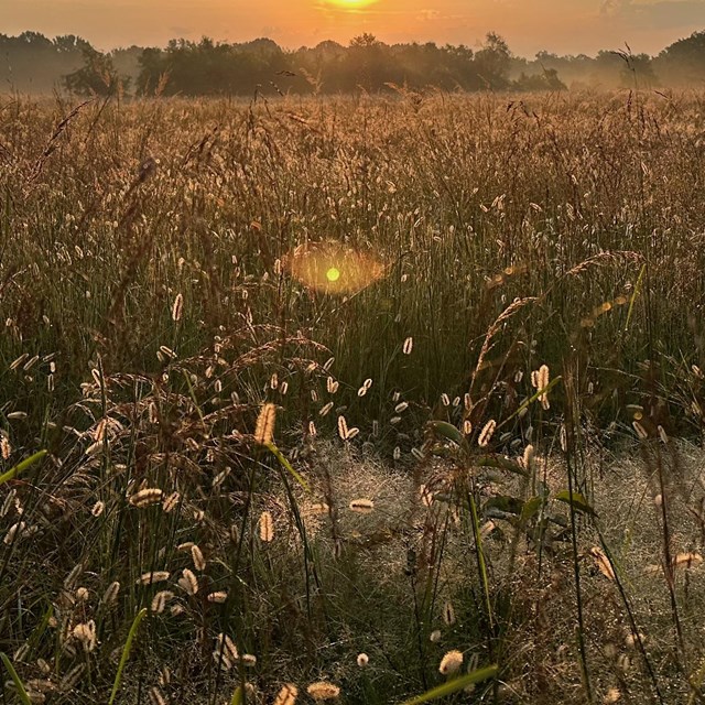 Sunrise over a field of tall grass